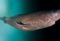 klasifikasi ikan hiu greendland