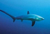klasifikasi ikan hiu rubah laut