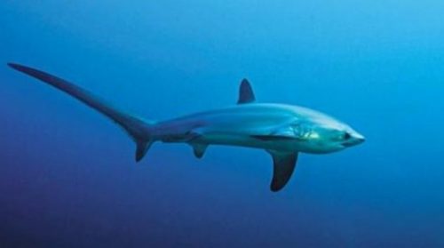 klasifikasi ikan hiu rubah laut