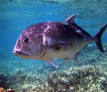 Klasifikasi Ikan Kuwe Gerong/Belitong