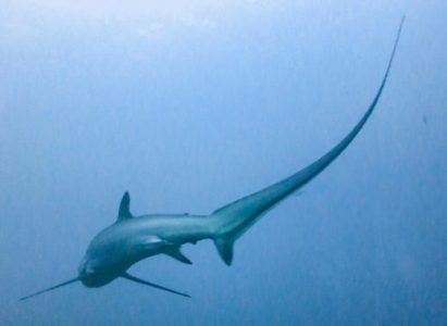 Klasifikasi Thresher shark