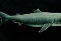 morfologi Ikan hiu bermulut besar