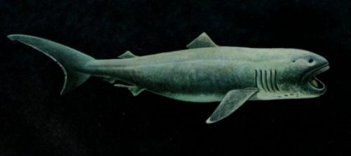 Morfologi Ikan Hiu Bermulut Besar atau Megamouth Shark