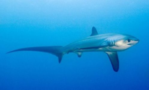 Morfologi Big EyeThresher shark