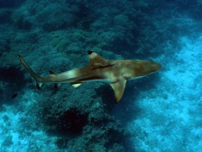 morfologi hiu karang sirip hitam