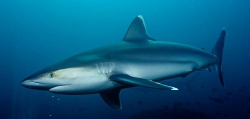 Morfologi Ikan Hiu Sonteng/Silvertip Shark