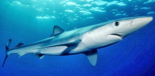 Klasifikasi Ikan Hiu Biru atau Blue Shark