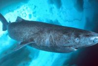 morfologi ikan hiu greendland