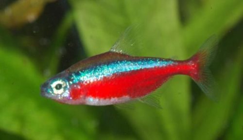 Klasifikasi Ikan Neon Terta