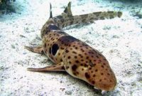 Morfologi hiu karpet berbintik