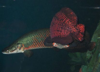 Ikan Arapaima Gigas, Ikan Sungai Terbesar di Dunia Yang Masih Hidup