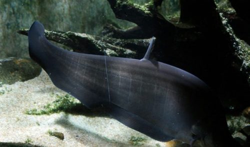 Morfologi dan Klasifikasi Ikan Belida/Lopis (Chitala Lopis)