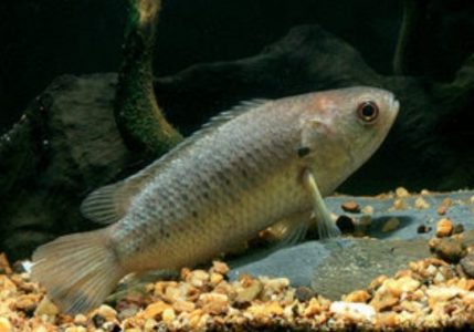 Morfologi dan Klasifikasi Ikan Betok (Anabas Testudineus)