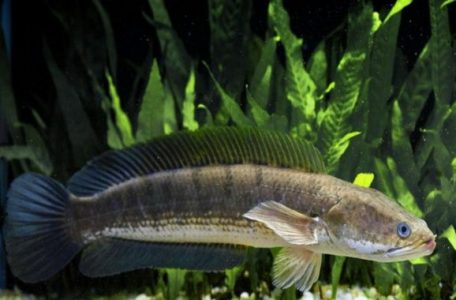 Morfologi dan Klasifikasi Ikan Gabus (Channa Striata)