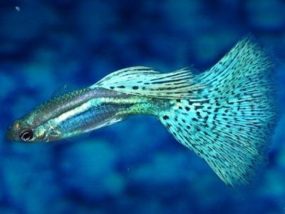 Morfologi dan Klasifikasi Ikan Guppy (Poecilia Reticulata)