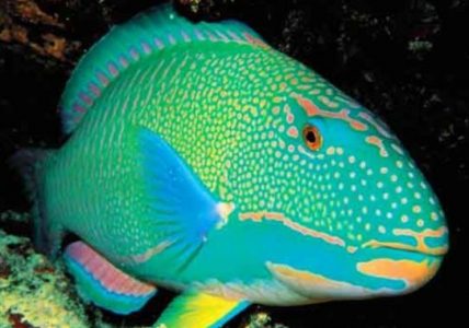 Morfologi dan Klasifikasi Ikan Kakatua (Scarus Sp)