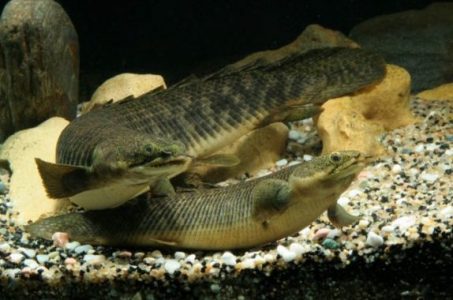Klasifikasi Ikan Naga
