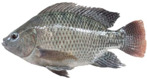 Morfologi Ikan Nila
