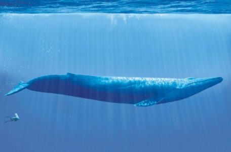 ikan paus biru