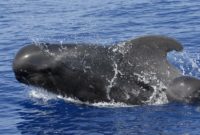 ikan paus pemandu sirip pendek