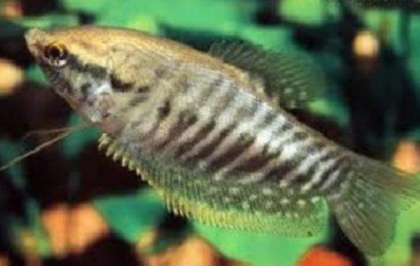 Morfologi dan Klasifikasi Ikan Sepat Siam (Trichogaster Pectoralis)