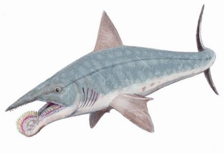 Klasifikasi Ikan Hiu Helicaprion/Whorl Tooth Shark