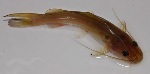 Klasifikasi Ikan Baung