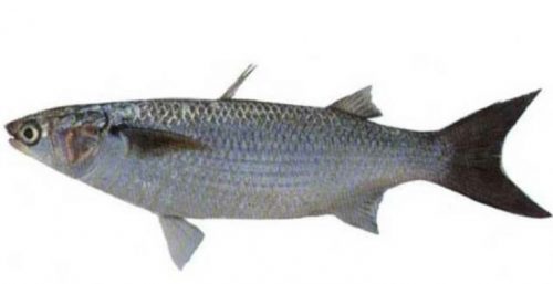 Klasifikasi Ikan Belanak