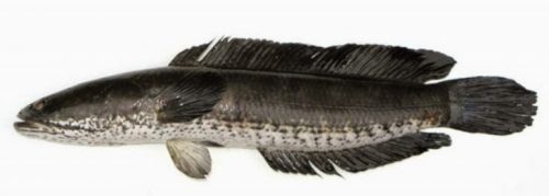 Klasifikasi Ikan Gabus