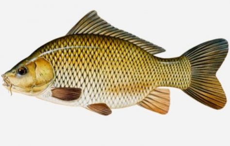 Klasifikasi Ikan Mas