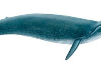 klasifikasi ikan paus biru