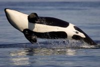 klasifikasi ikan paus orca