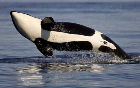Klasifikasi Ikan Paus Orca