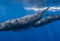 klasifikasi ikan paus sperma