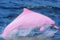 klasifikasi lumba-lumba putih cina