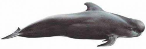 klasifikasi paus pemandu sirip pendek