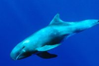 klasifikasi paus pembunuh kerdil
