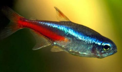 Morfologi Ikan Neon tetra
