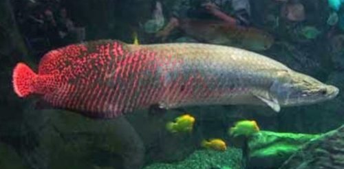Morfologi Ikan Arapaima
