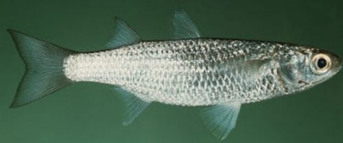 Klasifikasi Ikan Belanak