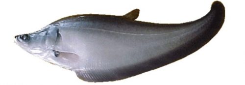 morfologi ikan belida