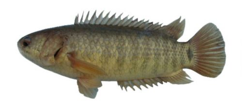 Morfologi Ikan Betok