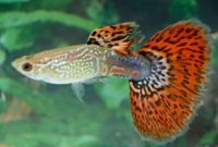 morfologi ikan guppy