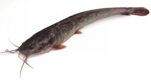 Morfologi Ikan Lele