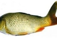 morfologi ikan mas