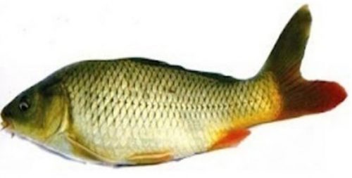 Morfologi Ikan Mas