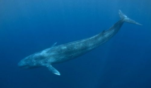 morfologi ikan paus biru