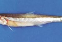 morfologi ikan teri