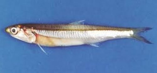 Morfologi Ikan Teri