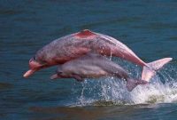 morfologi lumba-lumba putih cina
